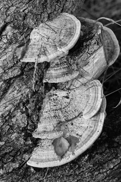 Crampball Daldinia Concentrica Macro