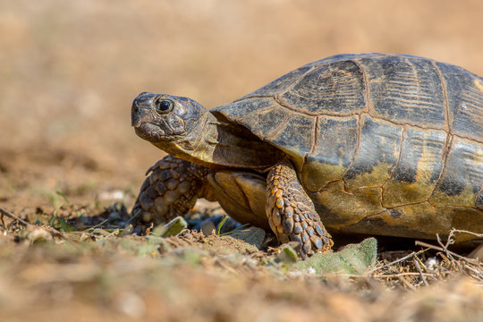 Marginated tortoise close up