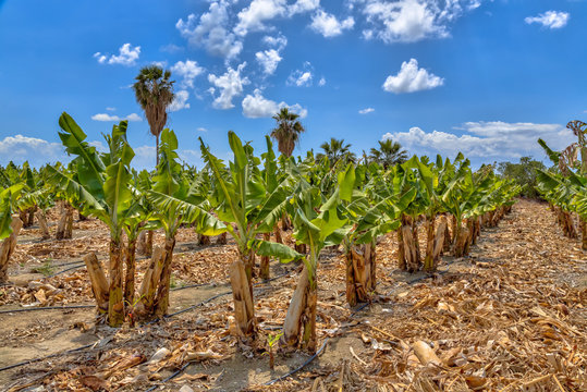 Banana plantation on Cyprus island
