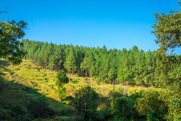 Sunrise - Landscape of tree Forest in Bageshwar, Uttrakhand, 