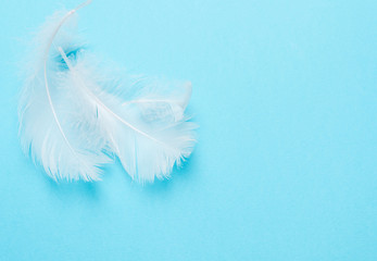 White feathers on blue background. Concept of purity. Art, creative.