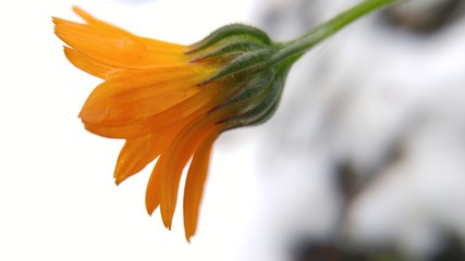 Fototapeta na wymiar Yellow flower. Calendula.