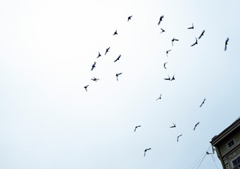 Abstract background silhouettes of flying birds and drone in distance