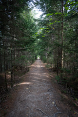 Fototapeta na wymiar Path leading into the forest