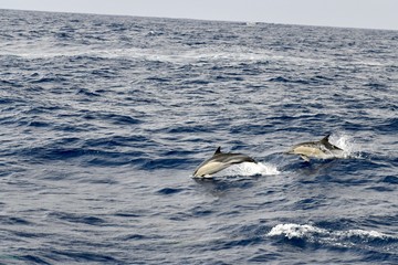 Delfine am spielen © danischneider17