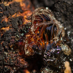 Crystal tree sap