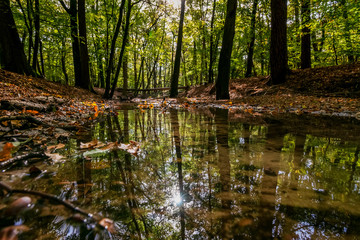 Natural creek in in the Netherlands at autumn with falling leaves and dead tree trunks