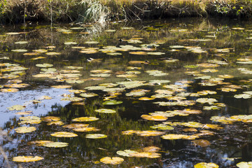 Many water lily leaves on lake surface with forest reflection at autumn in Germany. Little ponds surface in beginning of autumn.