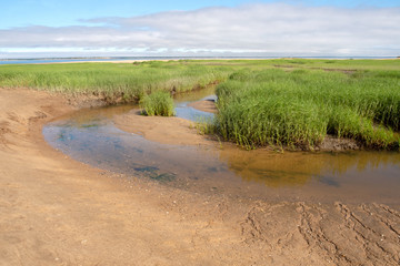 Fototapeta na wymiar marshland cape cod