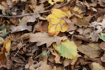 Insect houses are conveniently located on the leaves