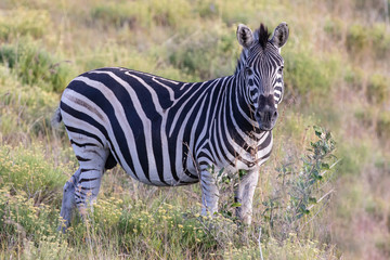 Fototapeta na wymiar Zebra 8