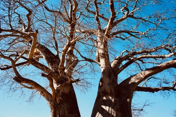 Tree Tales