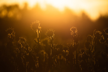 Sonnenblumen im Gegenlicht