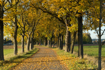 Naklejka premium Alleestraße mit Bäumen im Herbst