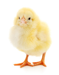 Obraz premium Small yellow chicken.