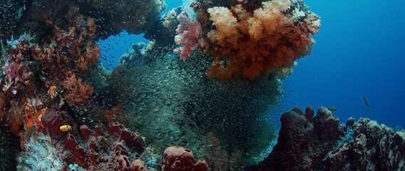 Fototapeta na wymiar Colorful coral reef with soft corals, Dendronephthya, and a school of fish. Bald glassy, Ambassis gymnocephalus, Raja ampat, Indonesia