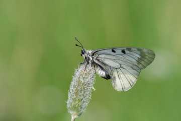 Papilionidae / Dumanlı Apollo / / Parnassius mnemosyne