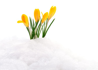 Crocuses and snow.