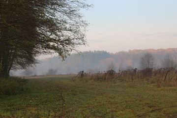 Obraz premium Autumn forest is beautiful this season. 