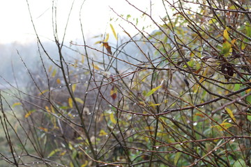 Sad autumn foliage is on the coastal willows.