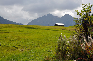 Obraz premium weide im kleinwalsertal