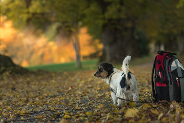 Jack Russell Terrier. Obedient dog is waiting at his backpack in a beautiful forest with path