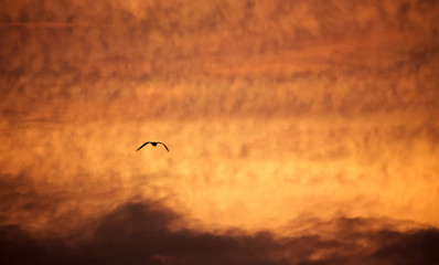romantic sunset sky with golden clouds