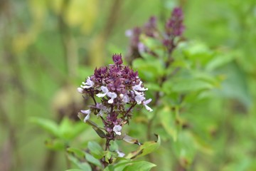 Fresh basil flower plant herb,it is a herb for cooking.