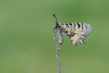Papilionidae / Orman Fistosu / / Zerynthia cerisyi