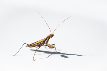 European mantis, Mantis religiosa, male