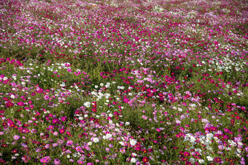 秋の始め、コスモスの満開の原が美しい