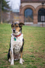 Handsome mixed breed dog in a park