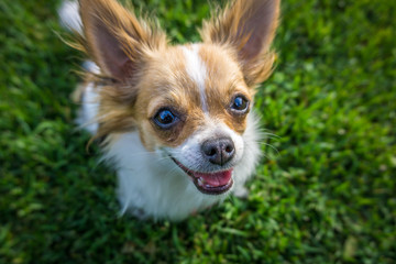 Funny chihuahua face looking up
