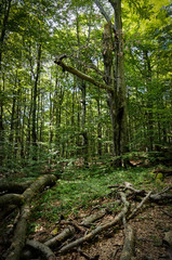 Wild forest in Bieszczady National Park, Poland.