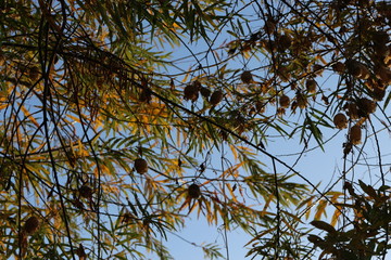  Autumn foliage striking in its multicolor