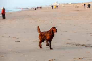 Red setter dog having fun on a beach
