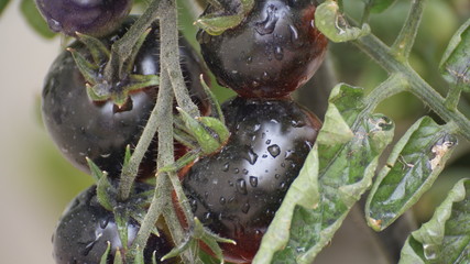 Fototapeta premium Purple ripe tomatoes ready to be picked up freshly from the plant