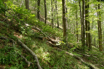 Wild forest in Bieszczady National Park, Poland.