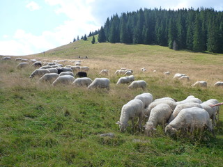 Owce Tatry © ridiger