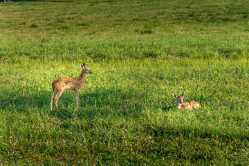 Obraz premium Deers parading on the fields of North Georgia