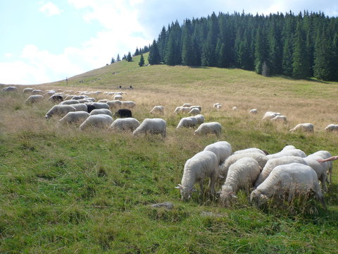 Owce Tatry