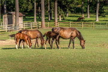 Fototapeta premium Family of horses dining together in a North Georgia horse farm