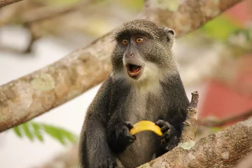 Foto auf Alu-Dibond The sykes monkey seems to be surprised © tourpics_net