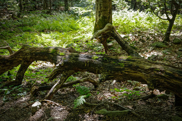 Wild forest in Bieszczady National Park, Poland. © Jarek