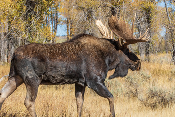 Bull Shiras Moose in Rut in Wyoming in Autumn