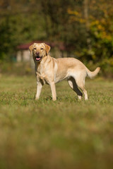 Labrador retriever standing in a meadow in autumn landscape