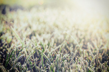 7334090 green grass in hoarfrost