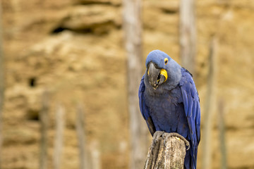 Ara hyacinthe au zoo de Doué-la-Fontaine