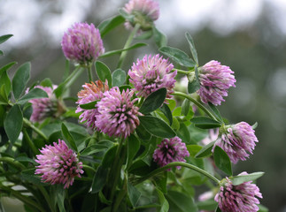 Blossom of the clover of red