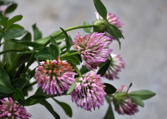 Blossom of the clover of red